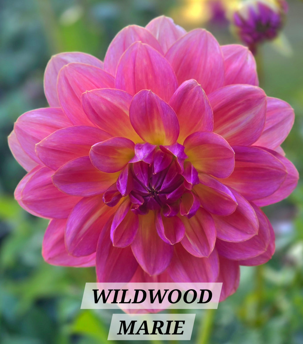WILDWOOD MARIE image 0