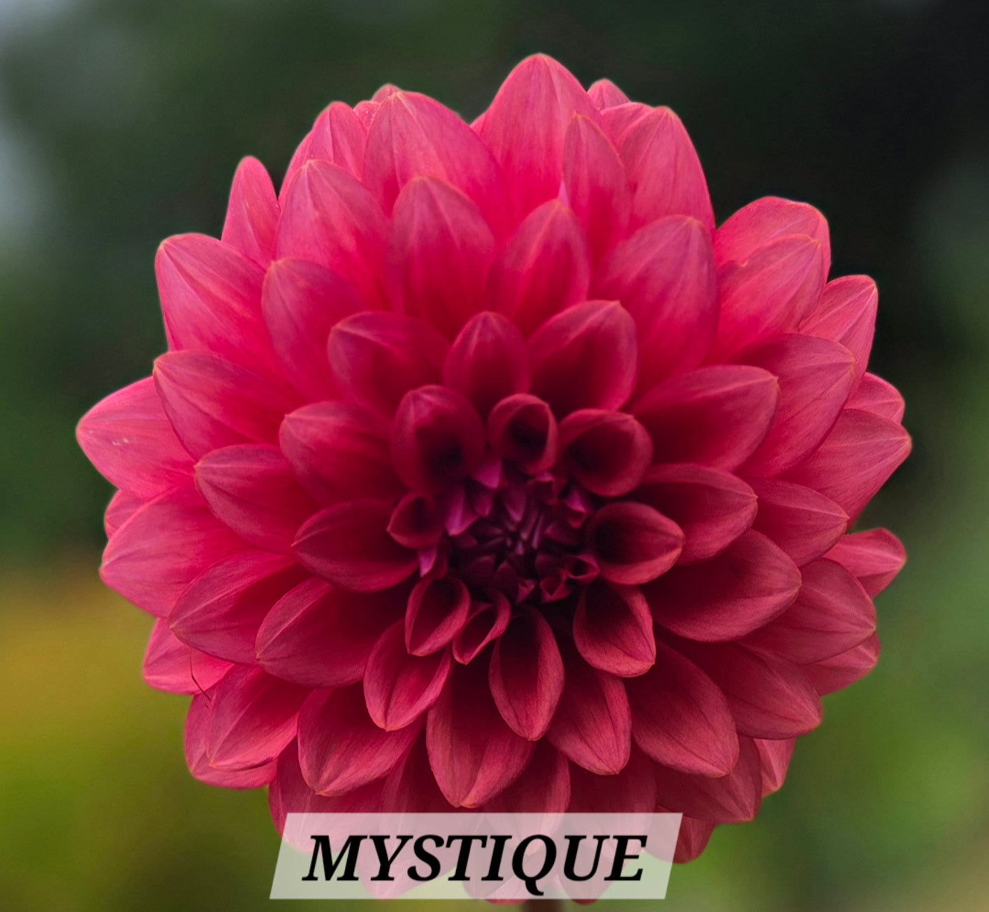 MYSTIQUE image 0