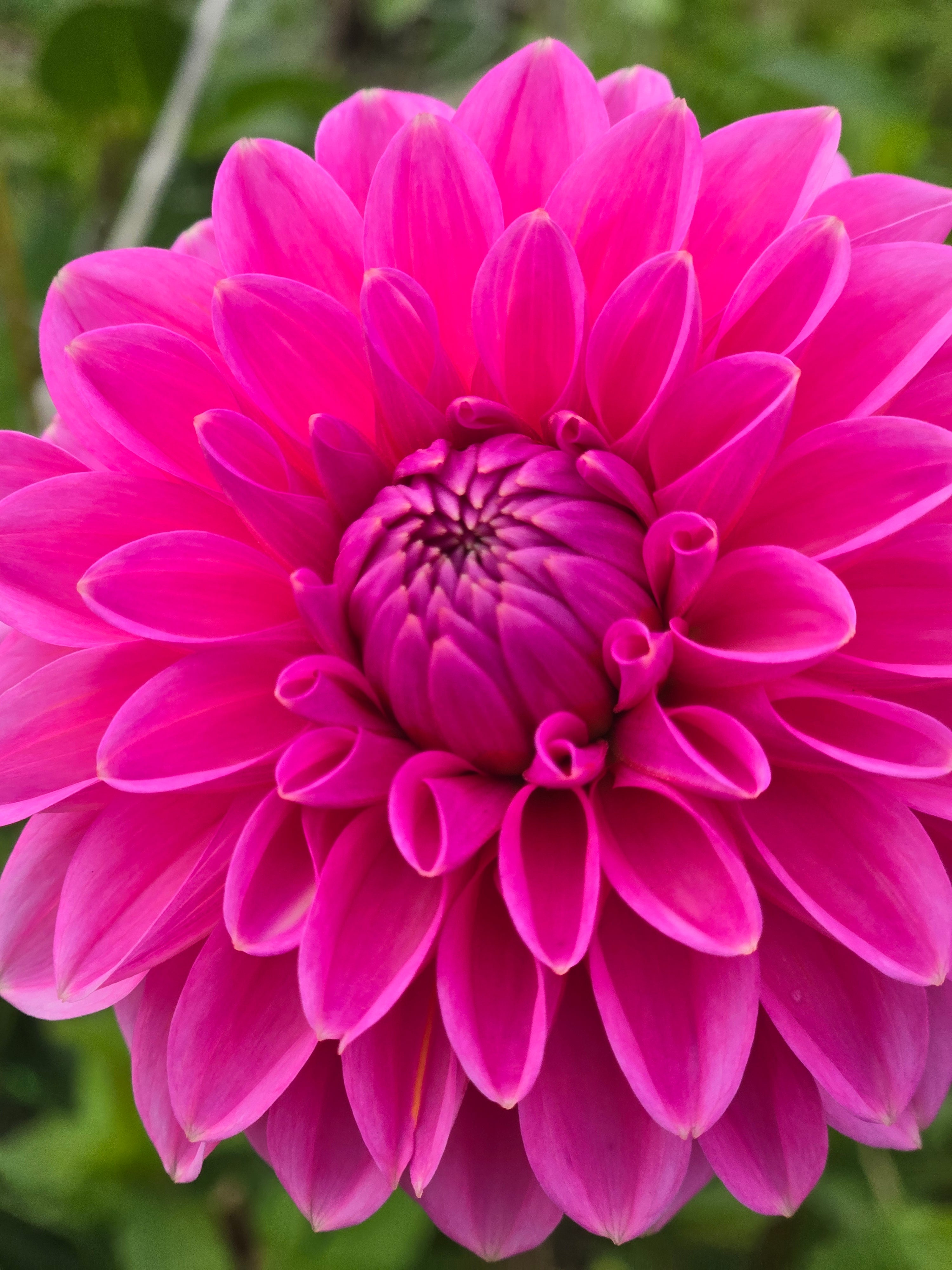 PINK SYLVIA image 1