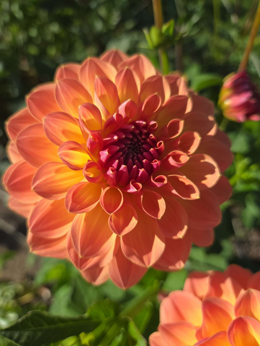 ORANGE BREEZE image 0