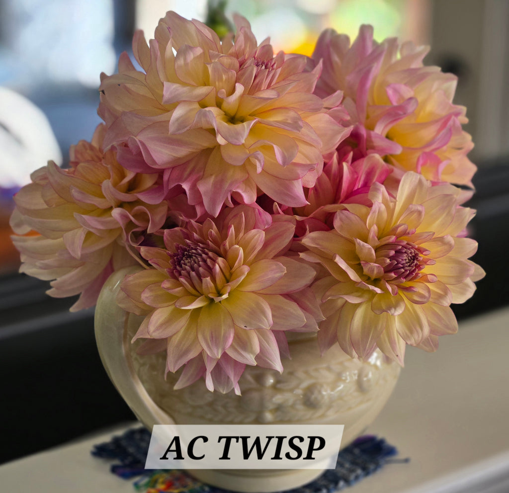 AC TWISP image 2