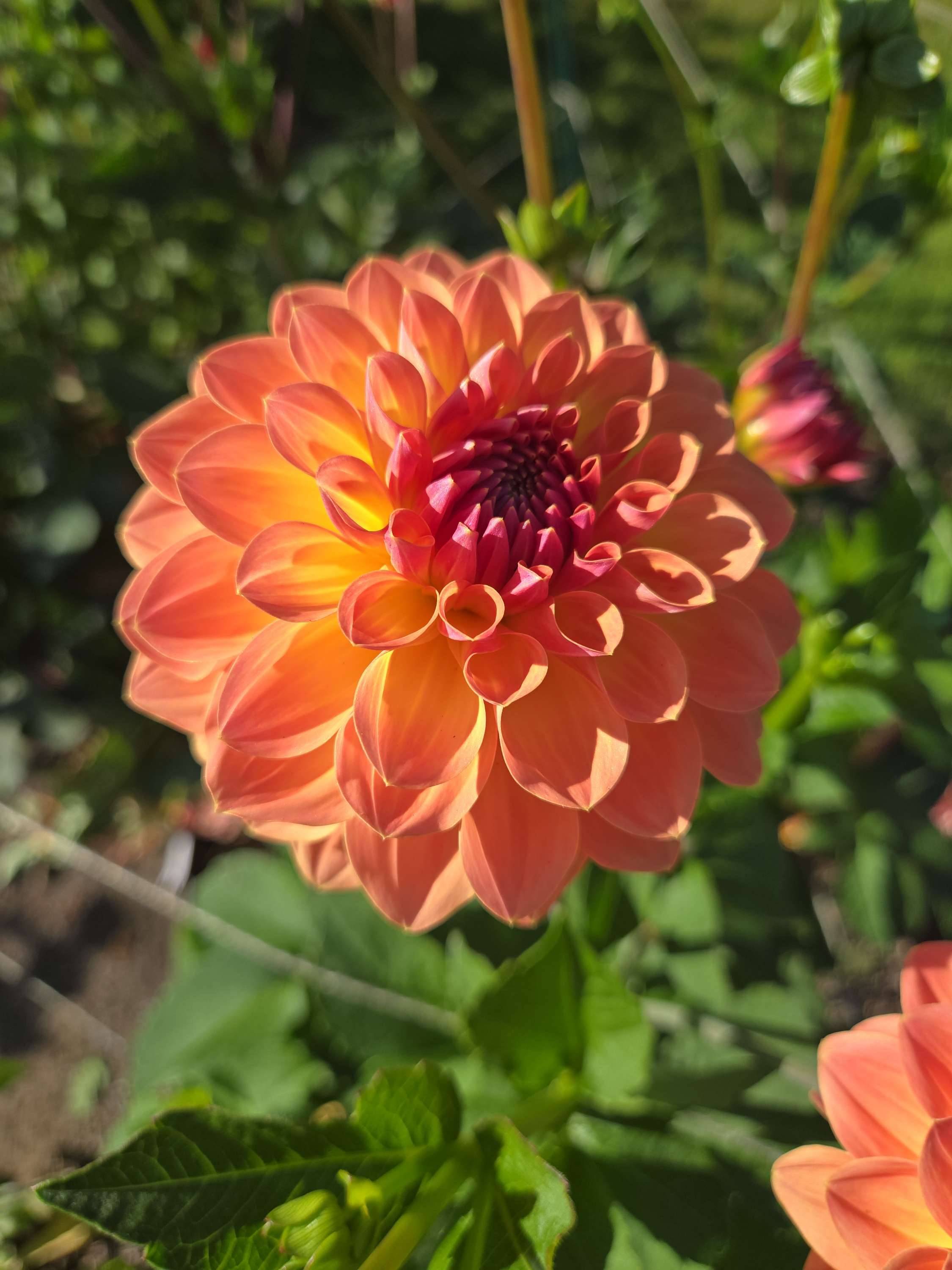 ORANGE BREEZE image 2