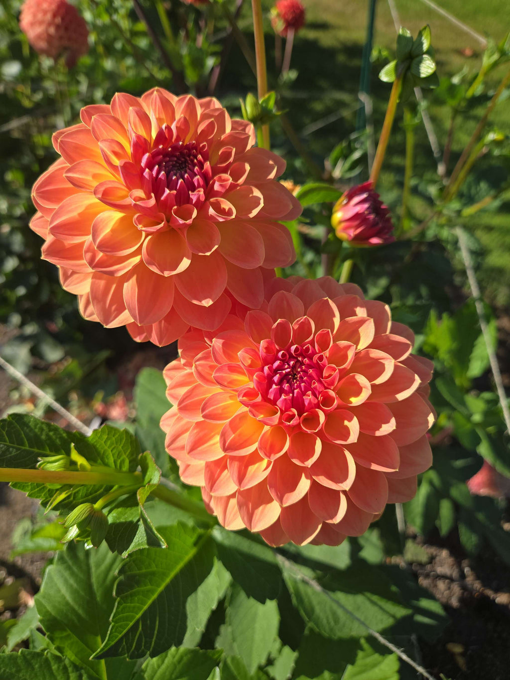 ORANGE BREEZE image 1