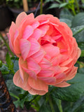 YVONNE image 0