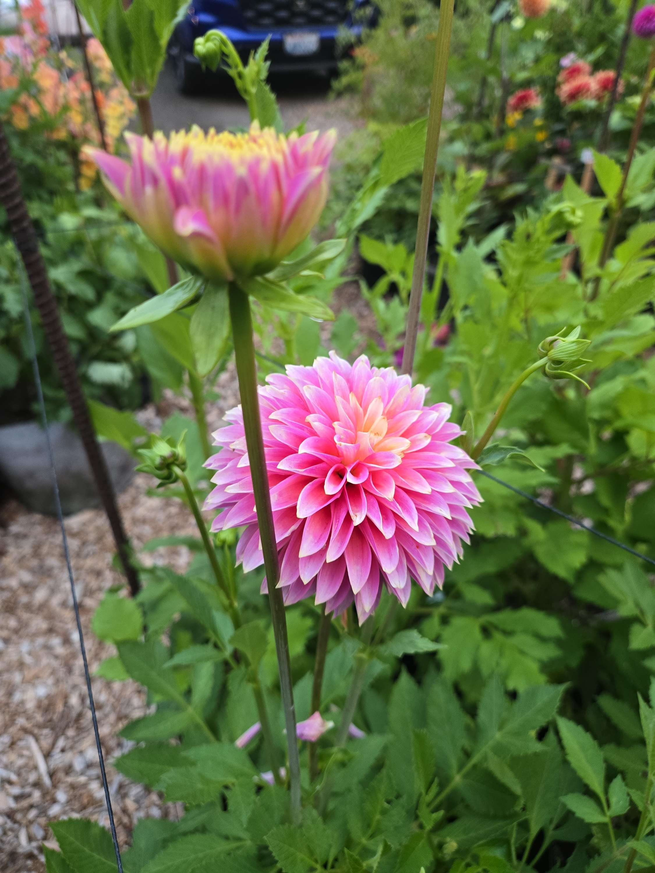 BLOOMQUIST ESSENCE image 1