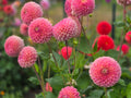CLEARVIEW PEACHY image 0