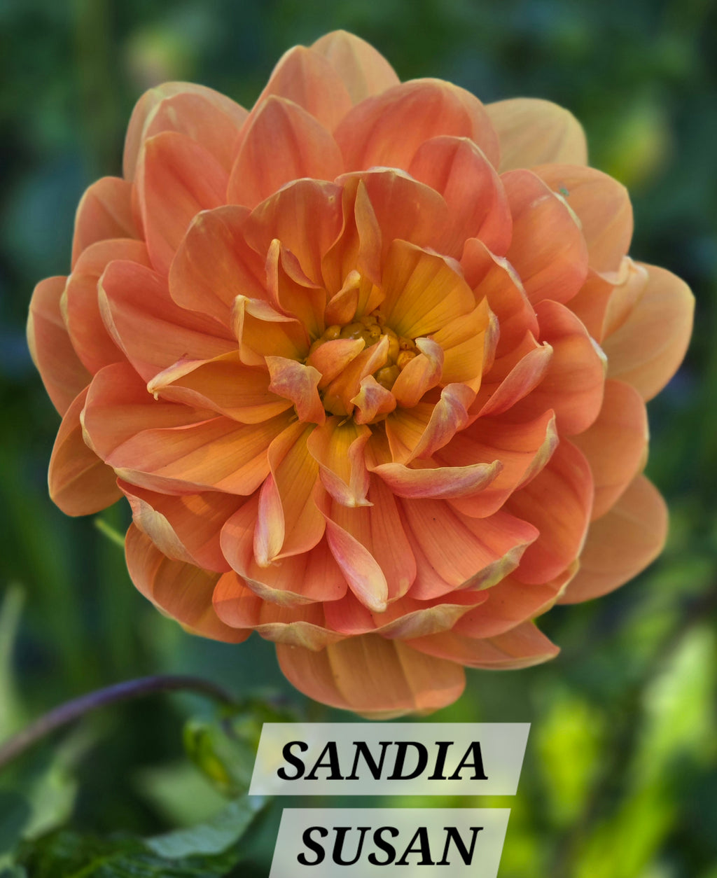 SANDIA SUSAN image 0