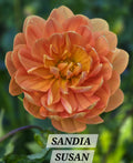 SANDIA SUSAN image 0