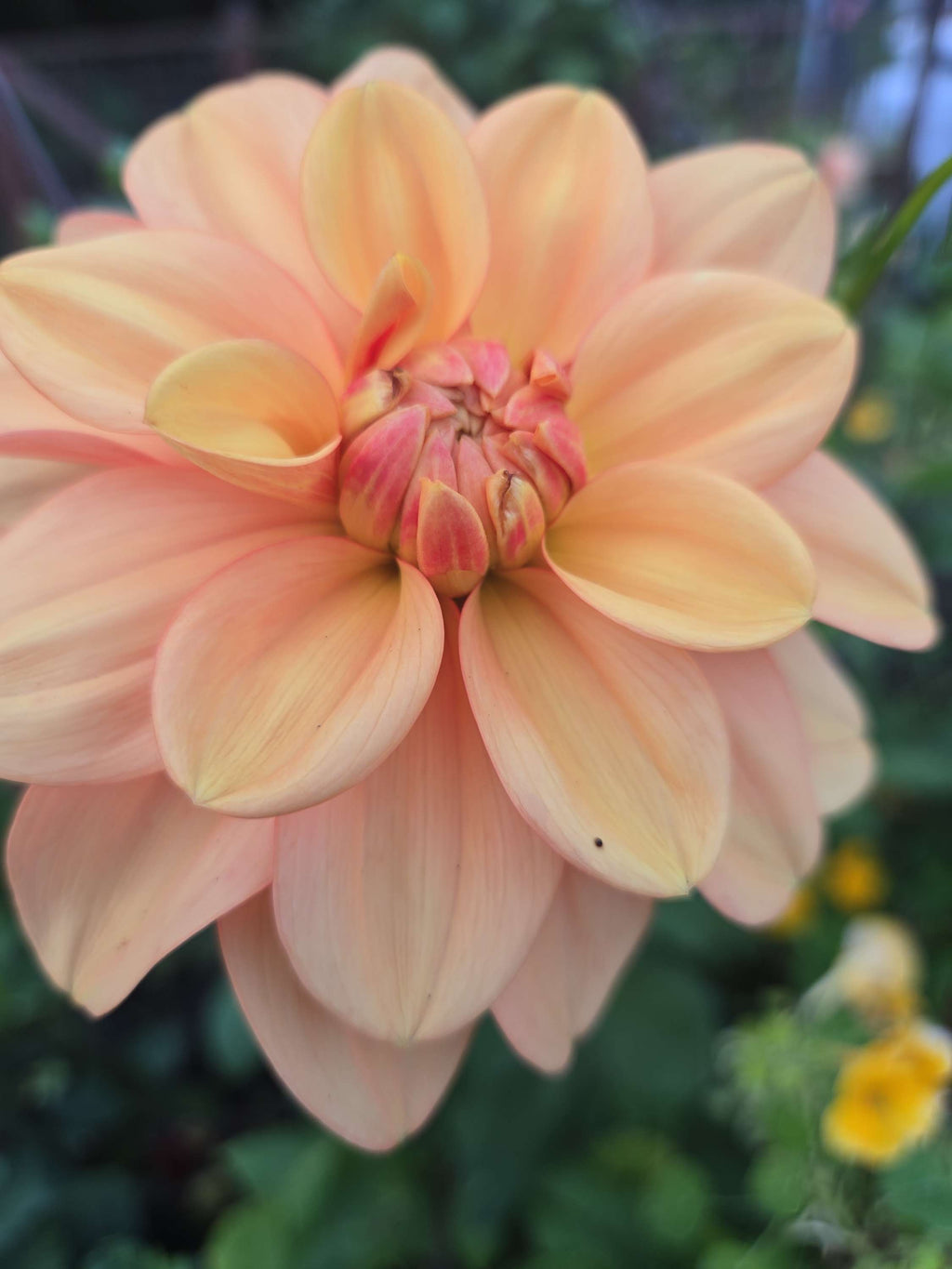 APRICOT DESIRE image 1