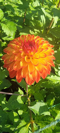 GINGEROO image 0