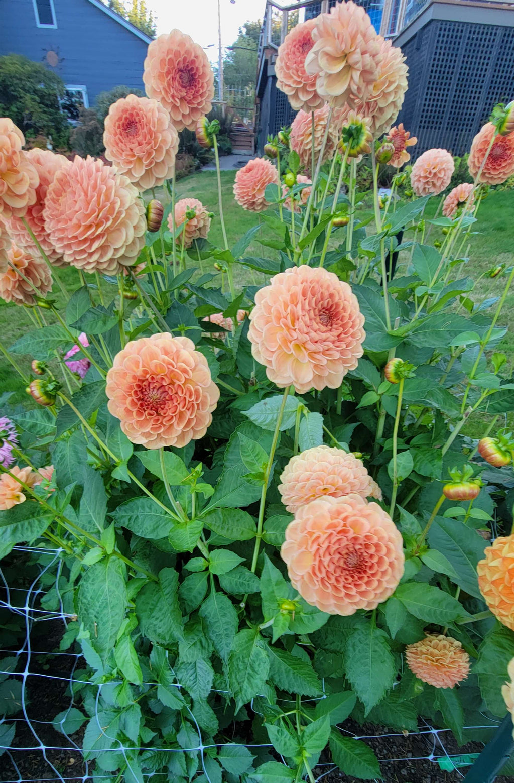 20TH AVE SOFTER PEACH image 1