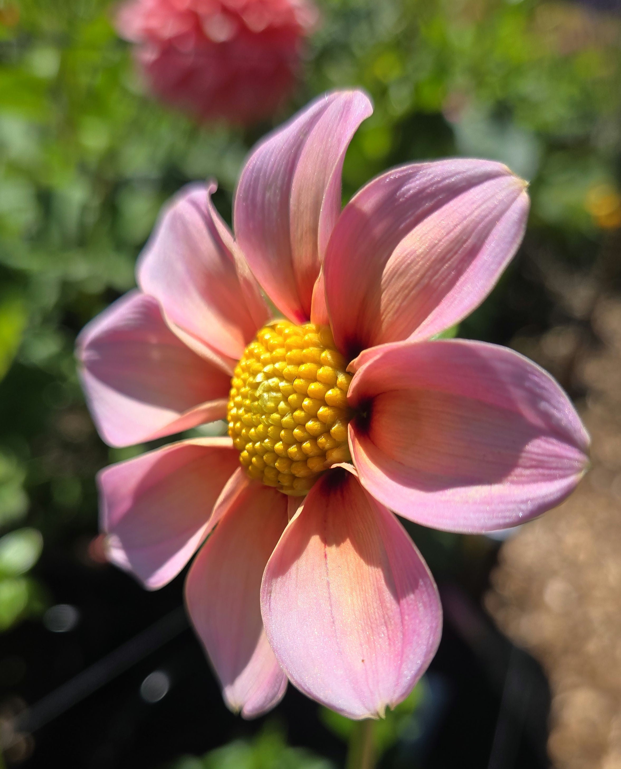 DAISY image 1