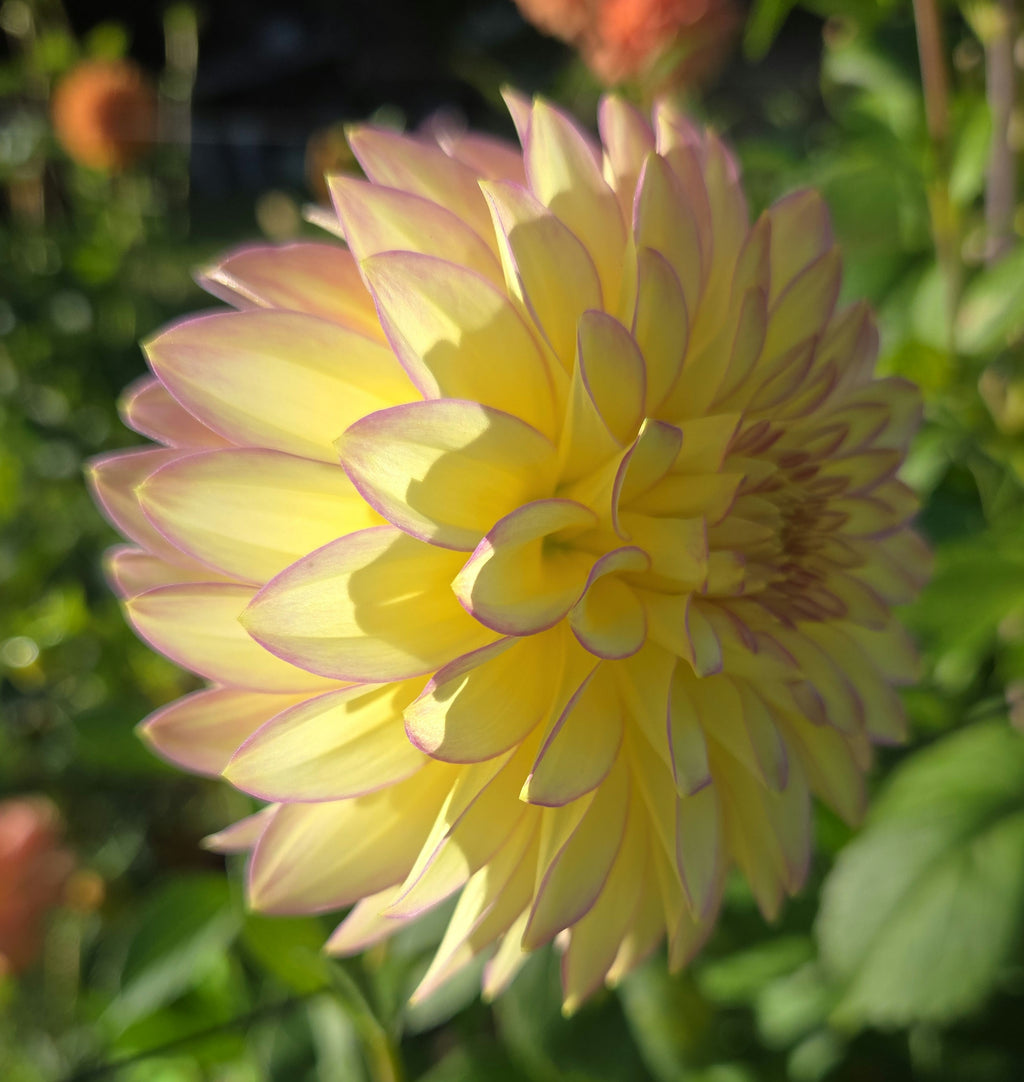 BLOOMQUIST BLUSH image 4