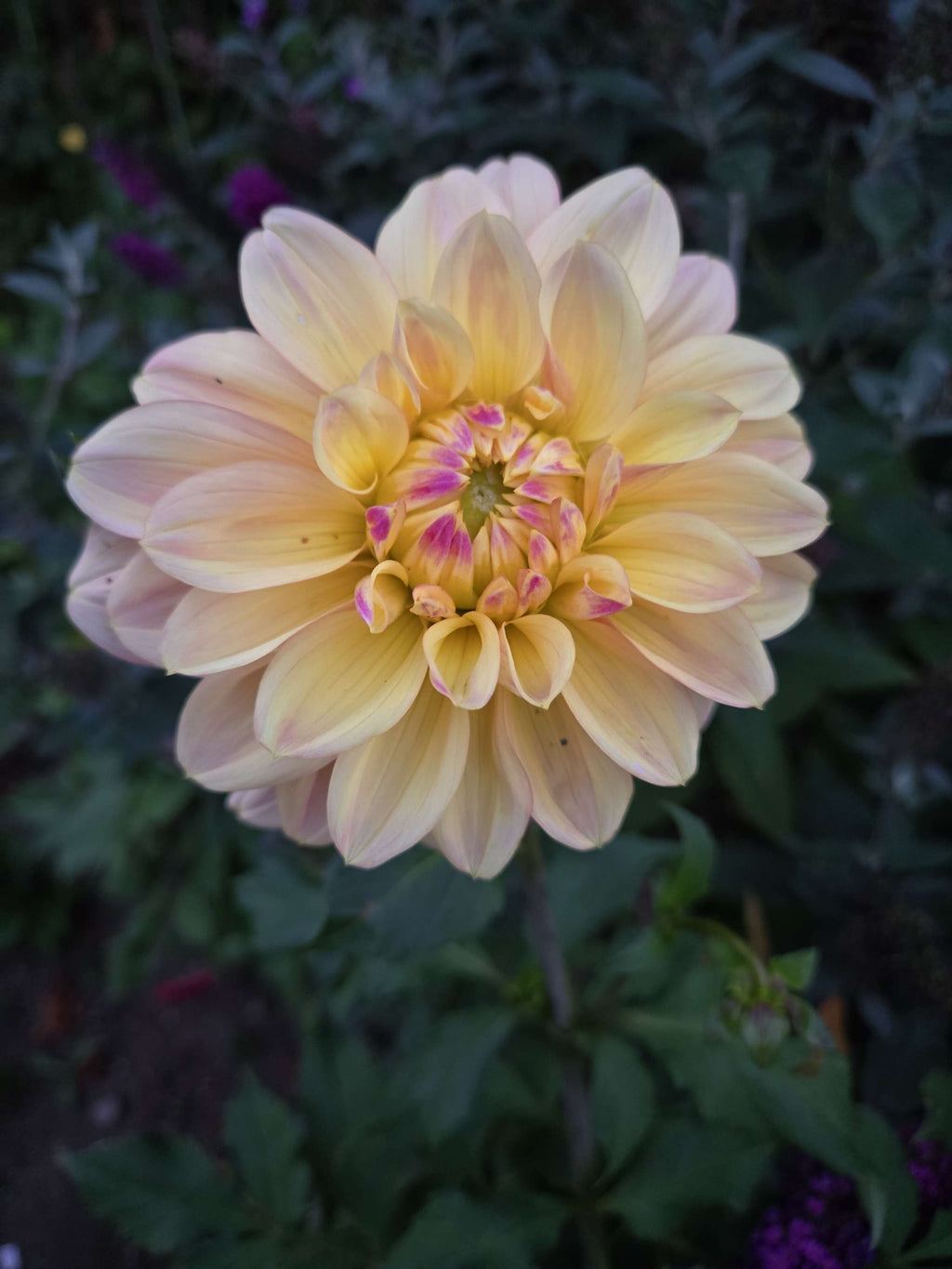 WYN'S NEW PASTEL image 6