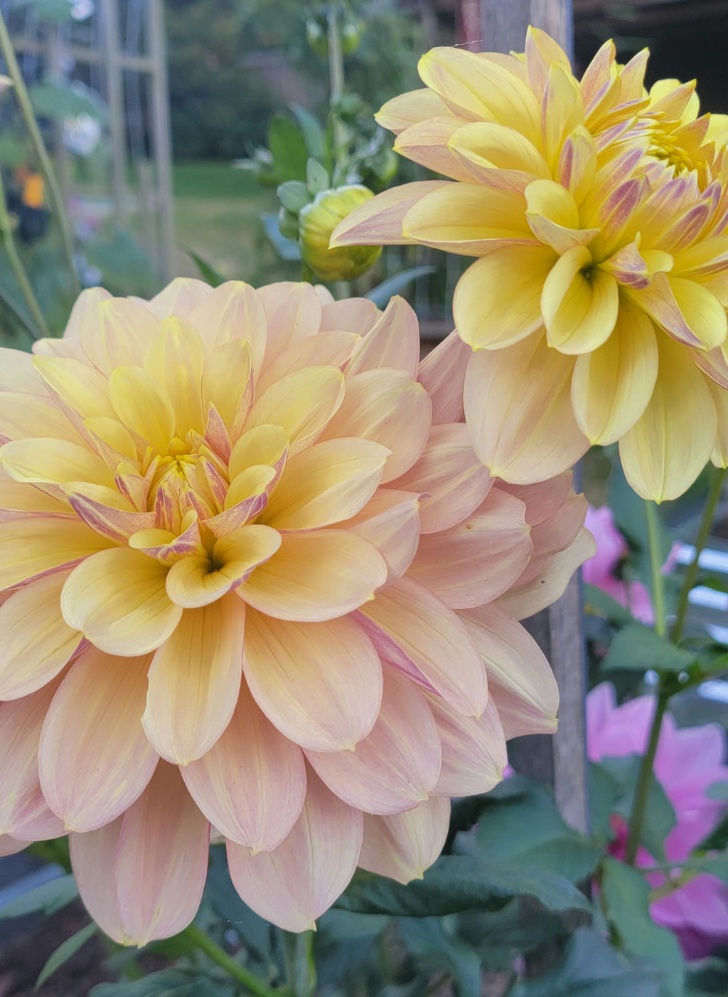 WYN'S NEW PASTEL image 2