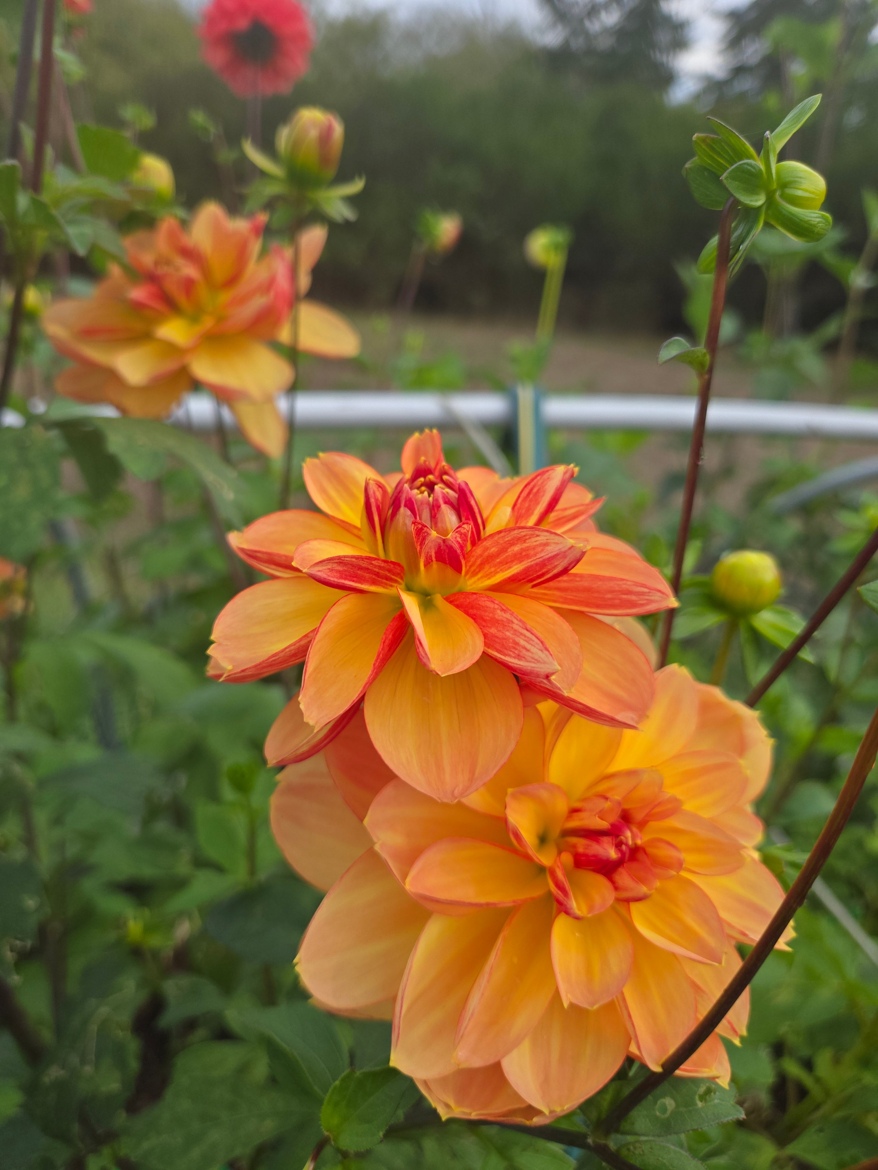 GARDEN TIME image 4