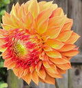 VERONNE'S SANDRA J image 0