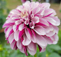 SALISH TWILIGHT GIRL image 0