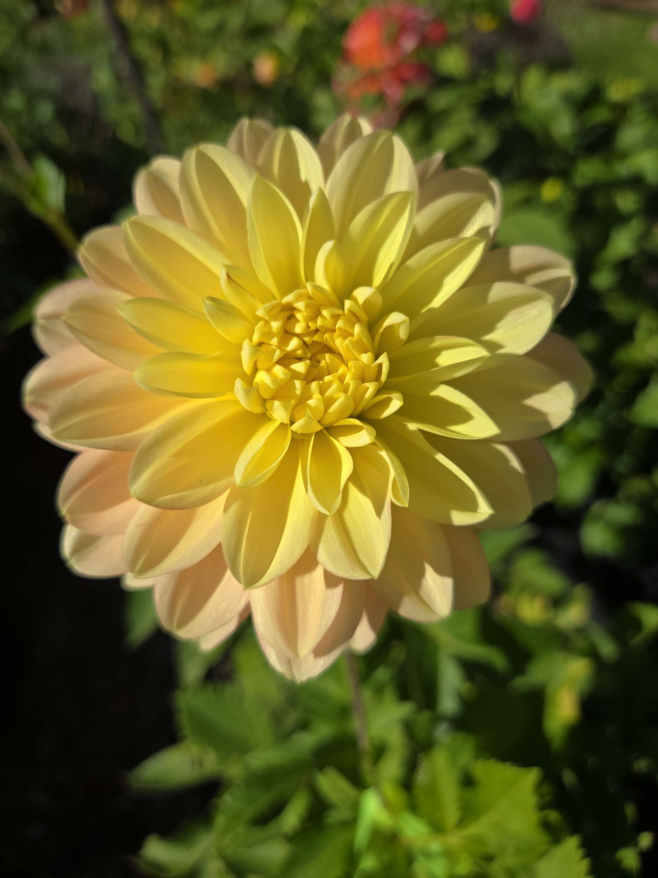 DAYDREAMER image 6