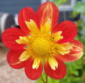 POOH image 0