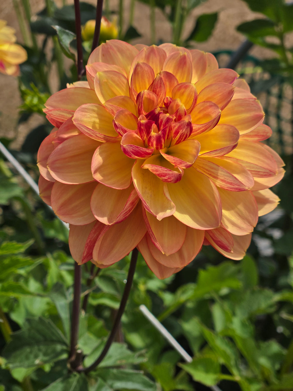 GARDEN TIME image 2