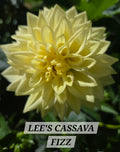 LEE'S CASSAVA FIZZ image 0