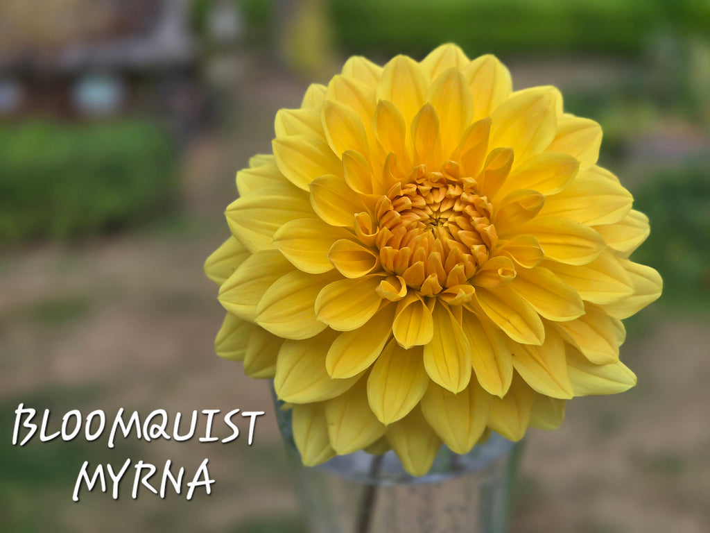 BLOOMQUIST MYRNA image 0