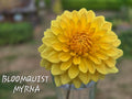 BLOOMQUIST MYRNA image 0