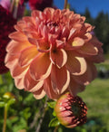 LARK'S EBBE image 0