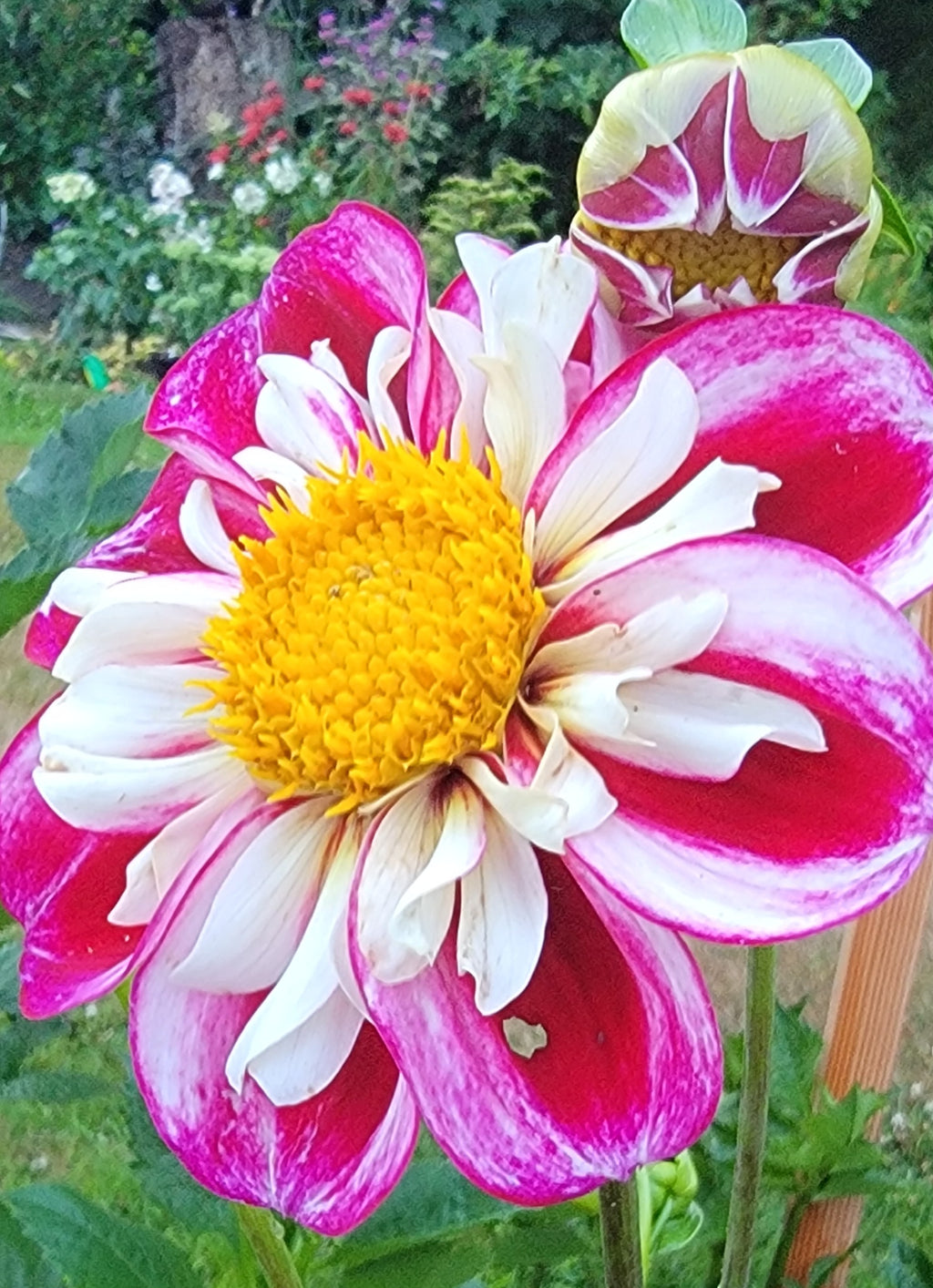 BUMBLE RUMBLE image 1