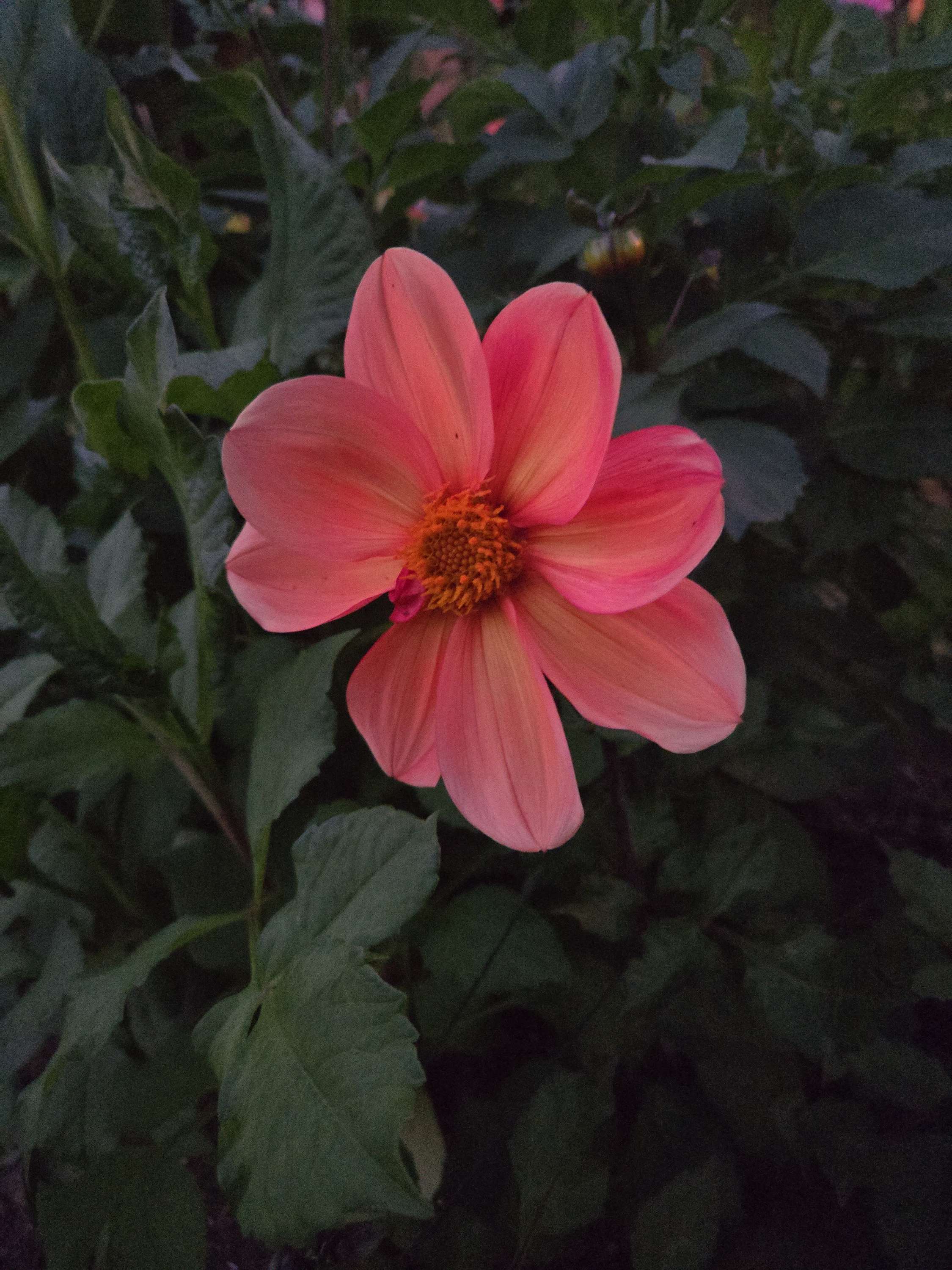 BLOOMQUIST ALOHA image 1