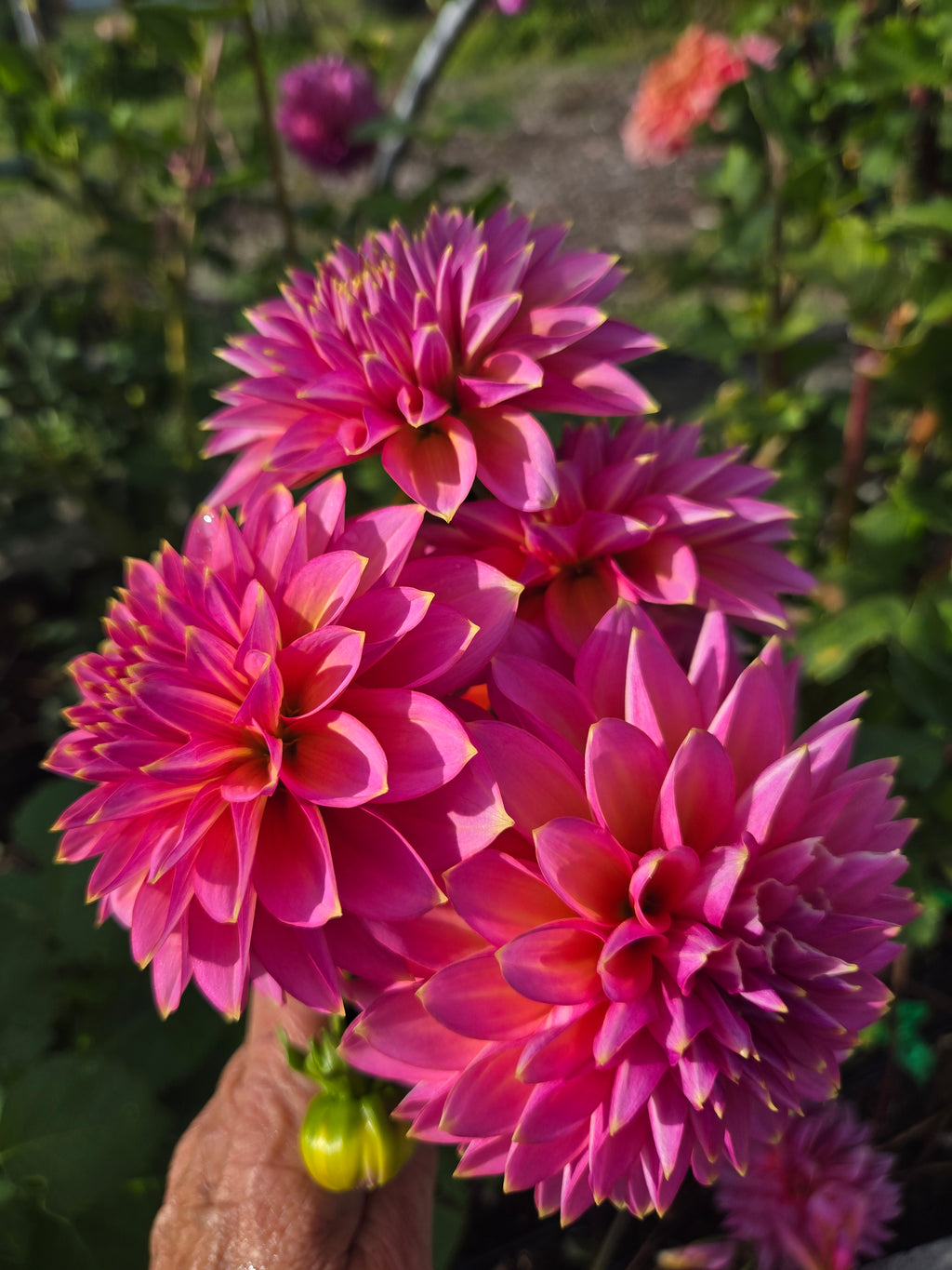 PINK SYLVIA image 2