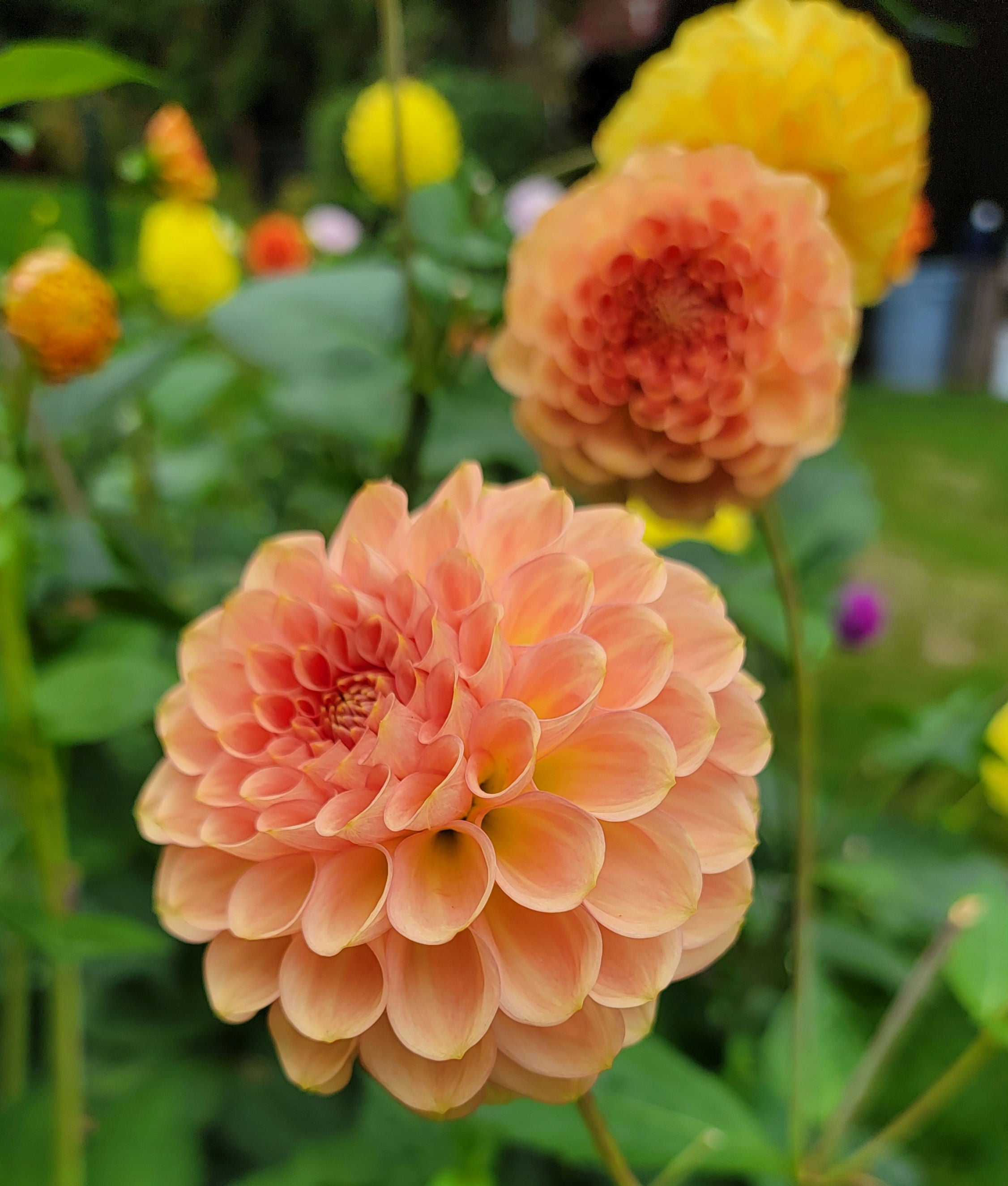 20TH AVE SOFTER PEACH image 0