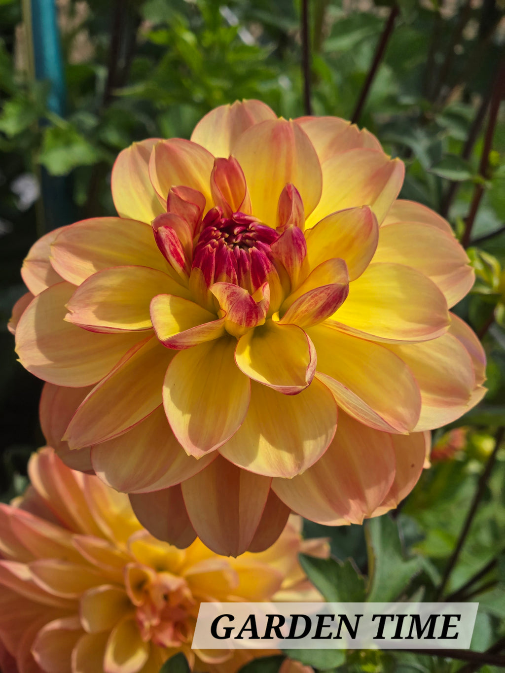 GARDEN TIME image 0