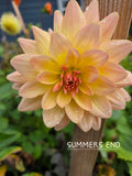 SUMMER'S END image 0