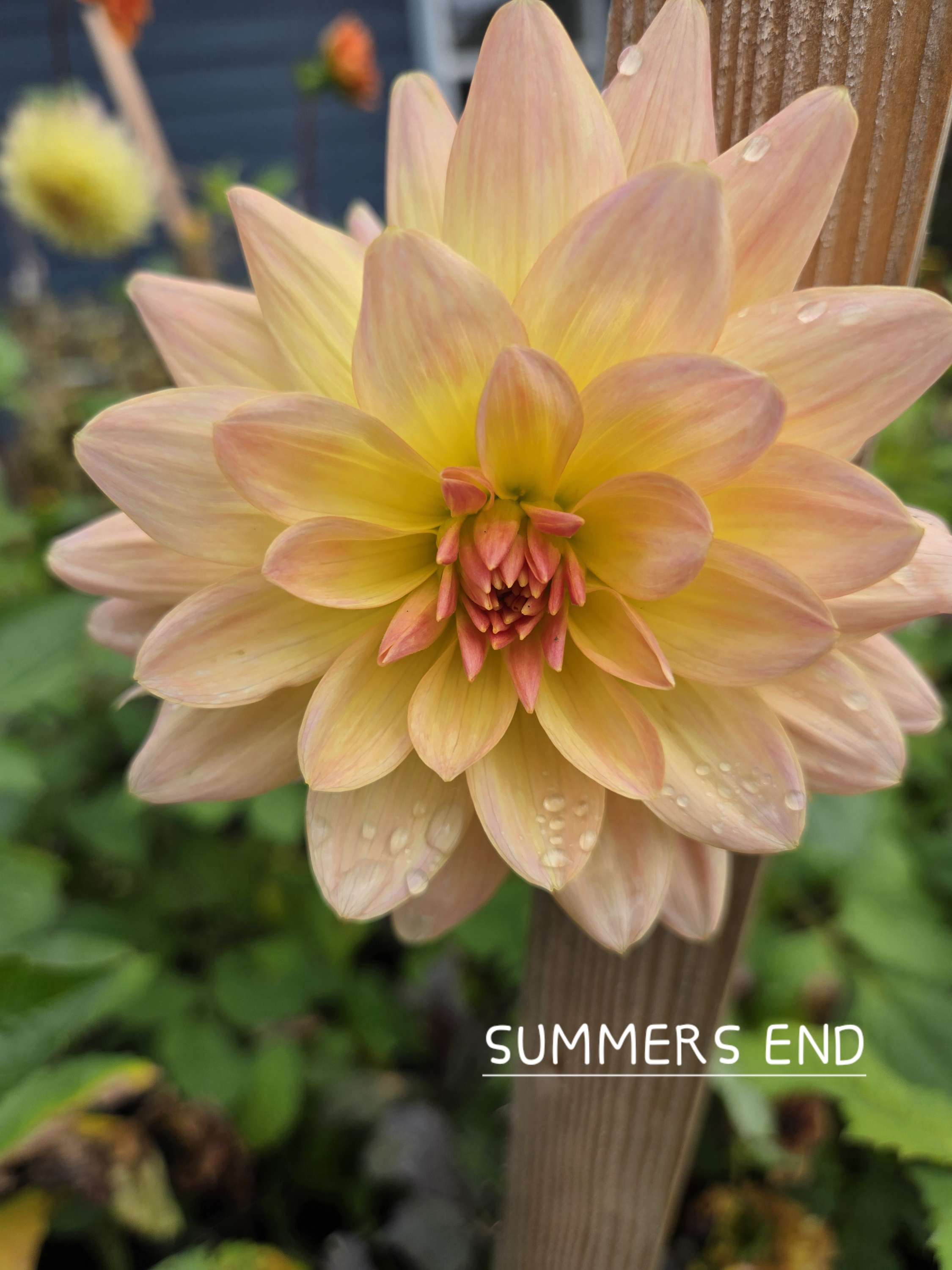 SUMMER'S END image 0
