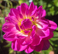 SANDIA LILLIAN image 0