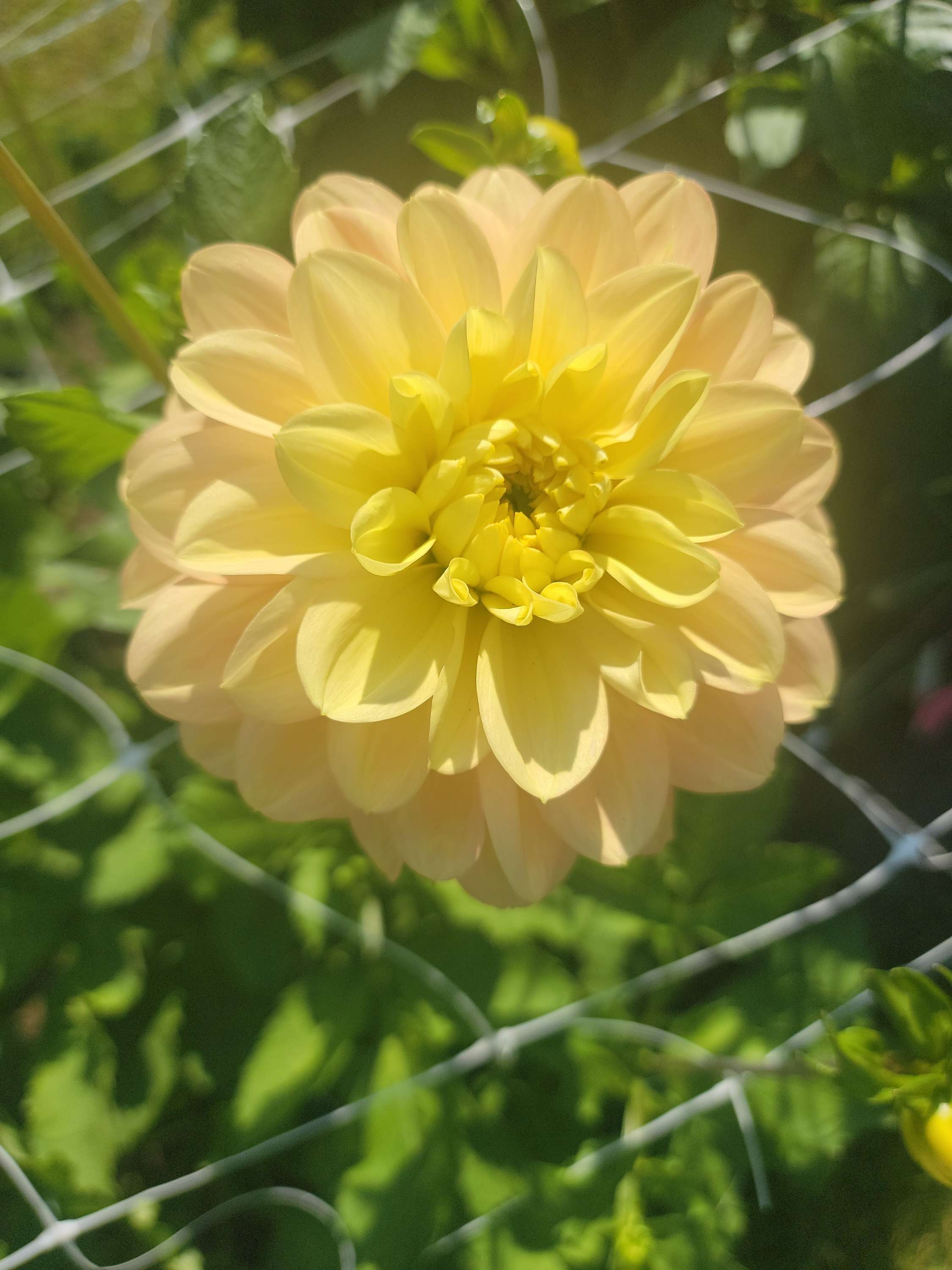 DAYDREAMER image 1