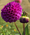ROBANN ROYAL image 0