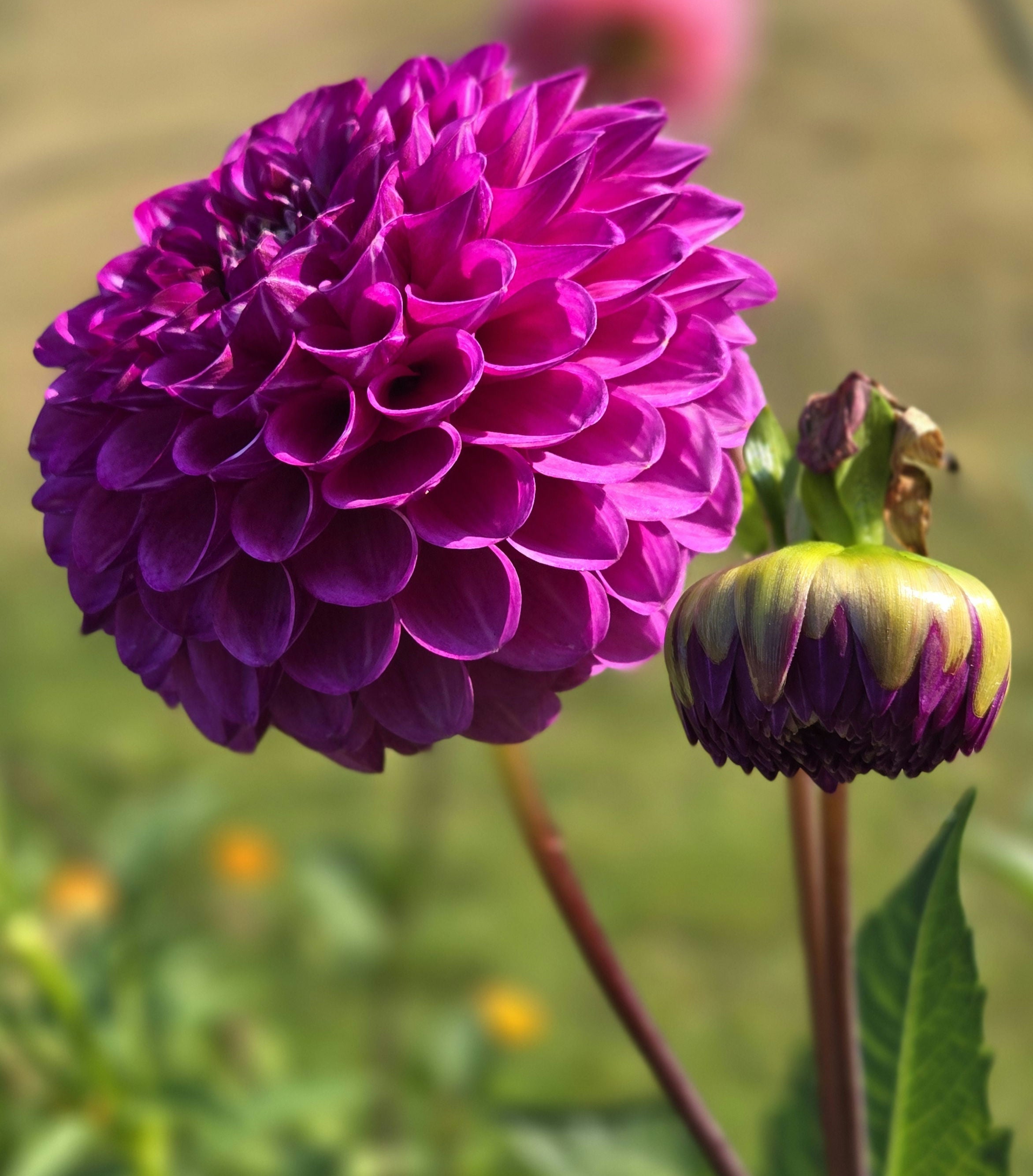 ROBANN ROYAL image 0