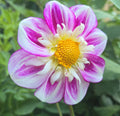 APOPA BEAUTY image 0