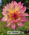 AC TWISP image 0