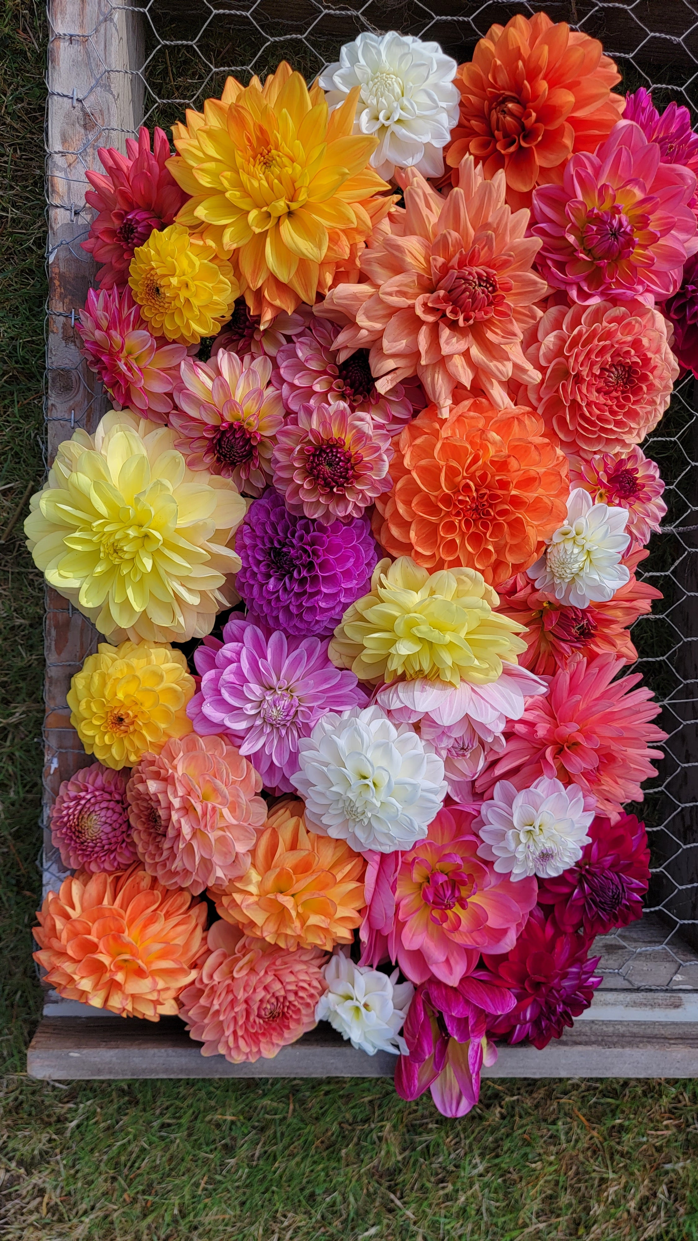 MYSTERY TUBERS image 0