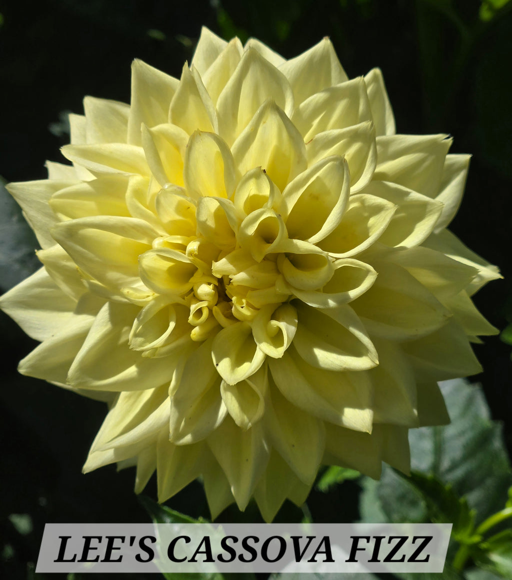 LEE'S CASSAVA FIZZ image 1