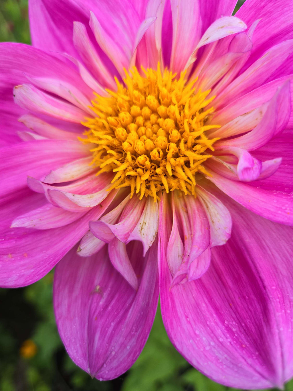 BLOOMQUIST ARISE image 3