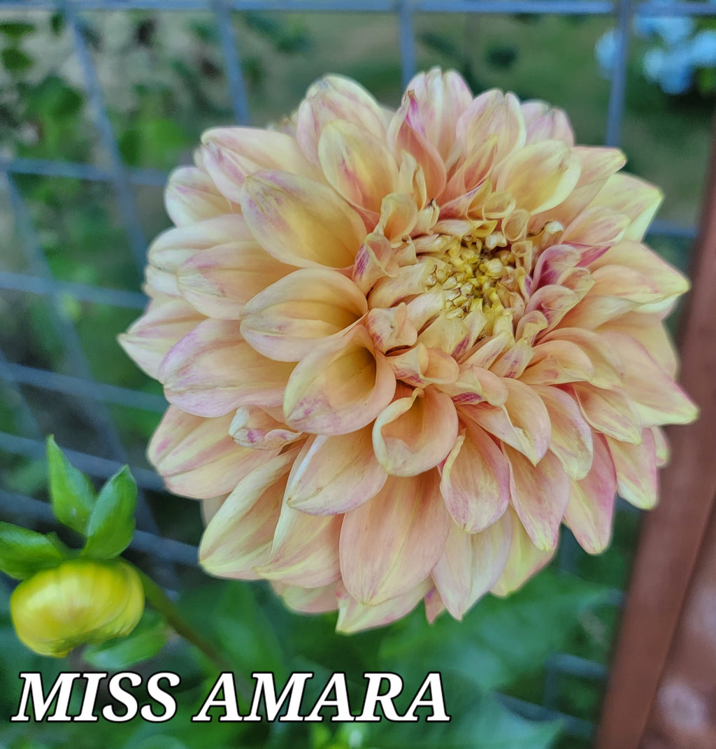 MS AMARA image 0