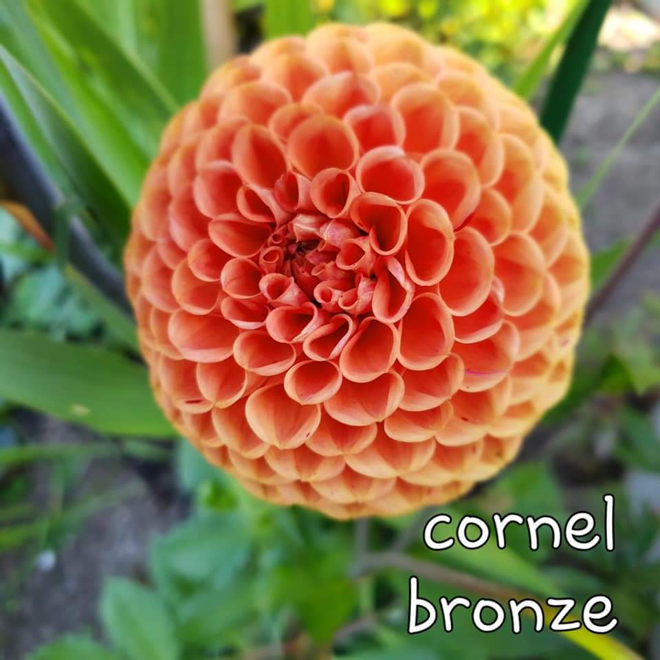 CORNEL BRONZE image 0