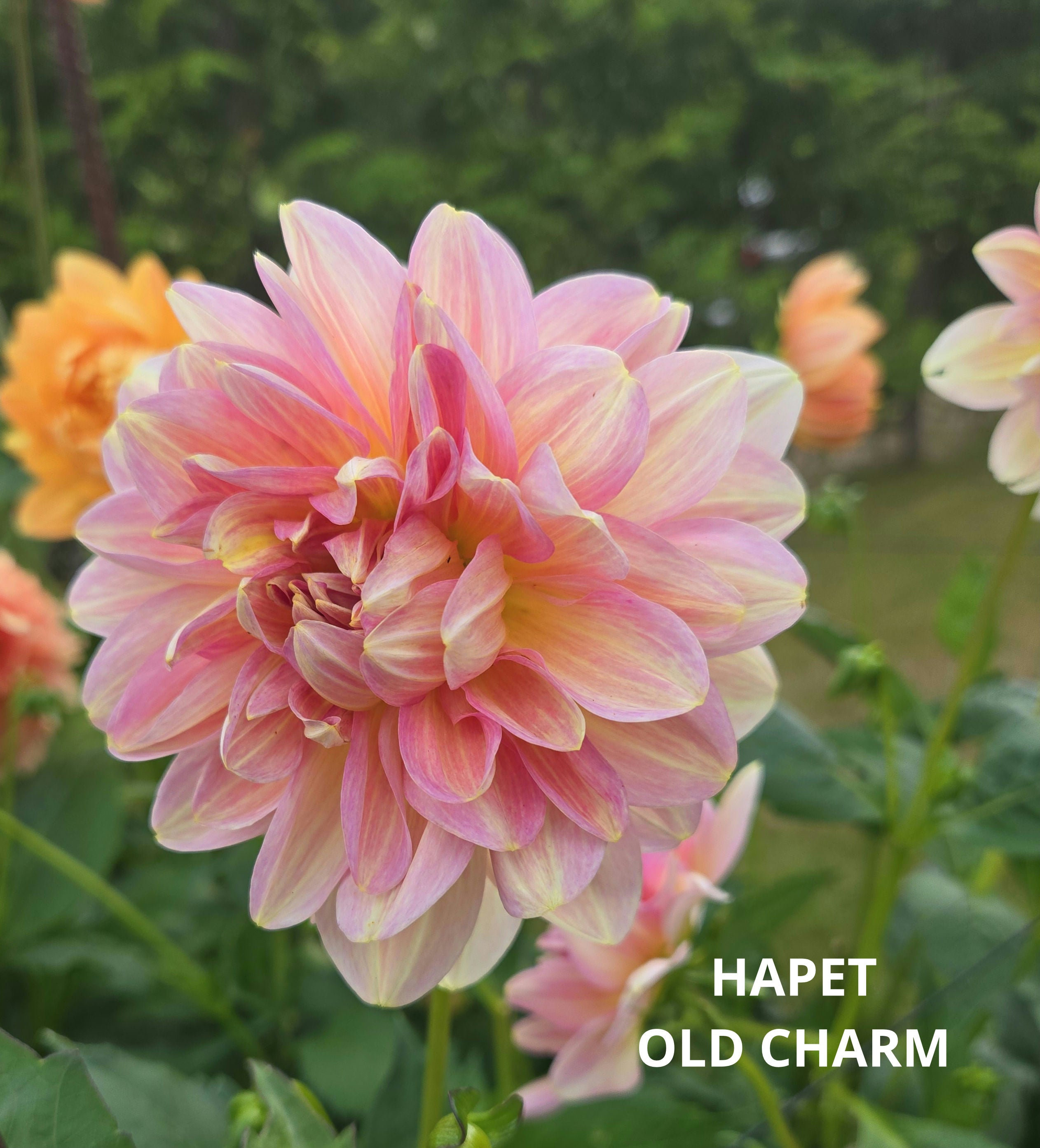 HAPET OLD CHARM image 1