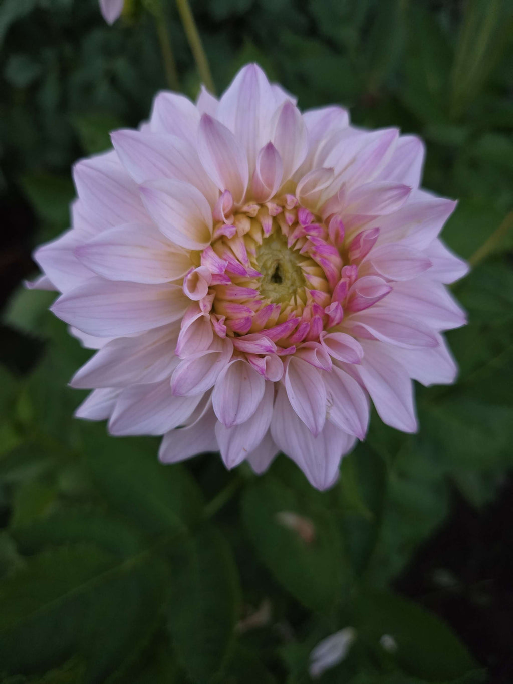 BLOOMQUIST COMPARE image 1