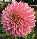 CORALIE image 0